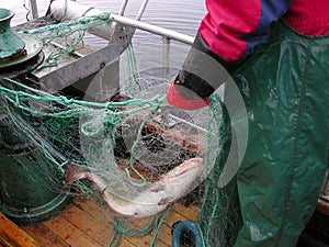 Norwegian Fisherman photo