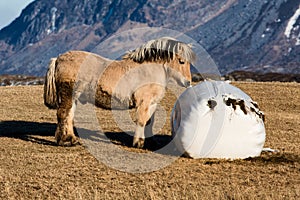 Norwegian Fjord Horse