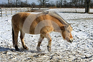 Norwegian Fjord Horse