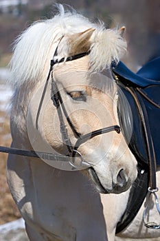 Norwegian Fjord horse