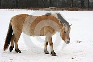 Norwegian Fjord Horse photo