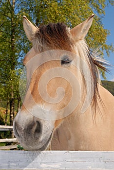 Norwegian fjord horse