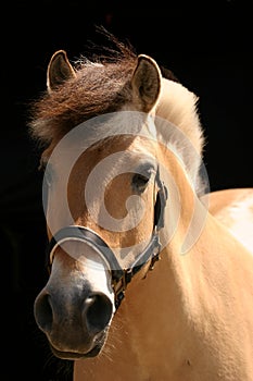 Norwegian fjord horse