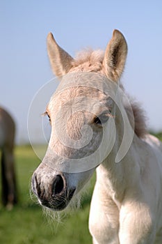 Norwegian Fjord Horse