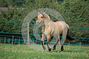 Norwegian Fjord Horse photo