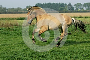 NORWEGIAN FJORD HORSE, ADULT GALLOPING THROUGH MEADOW