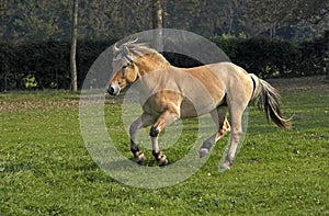 Norwegian Fjord Horse, Galloping