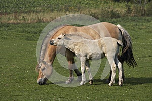 Norwegian Fjord Horse, Mare and Foal