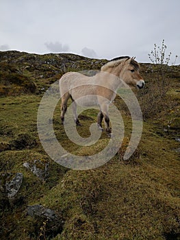 Norwegian Fjord Horse in natural conditions