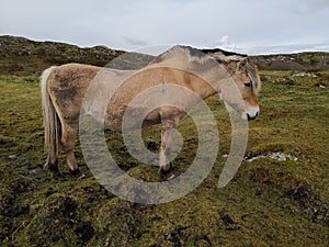 Norwegian Fjord Horse in natural conditions