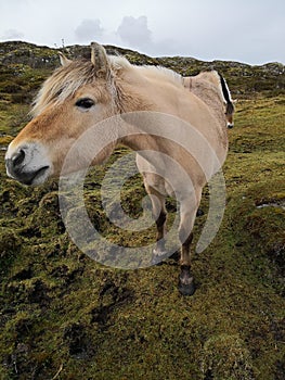 Norwegian Fjord Horse in natural conditions