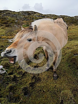 Norwegian Fjord Horse in natural conditions