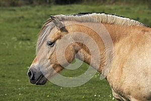 NORWEGIAN FJORD HORSE, PORTRAIT OF ADULT WITH CUT MANE