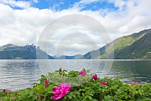 Norwegian fjord with a rose