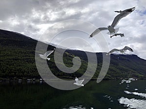 Norwegian fjords landscape with Naeroyfjord (NÃ¦rÃ¸yfjord) and seagulls in flight