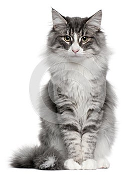 Norwegian Forest Cat, 5 months old