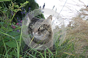 Norwegian Forest Cat