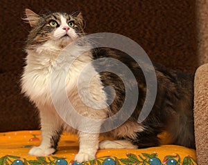 Norwegian forest cat