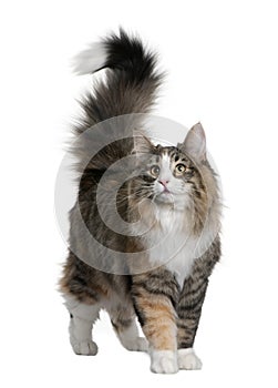 Norwegian Forest Cat (8 months old) photo