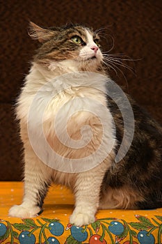 Norwegian forest cat