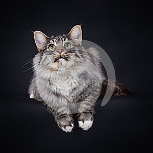 Norwegian Forest cat on Black