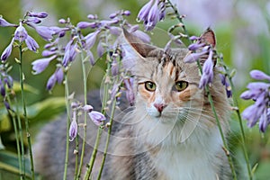 Norwegian forest cat with bluish flowers