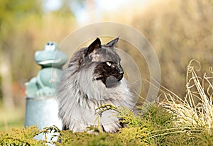 A norwegian forest cat and ceramic green frog