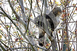 Norwegian Forest Cat is climbed a tree