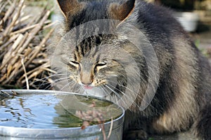 A Norwegian forest cat drinking from a rainwater bowl