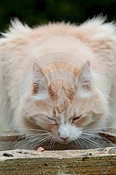 Norwegian forest cat drinking water