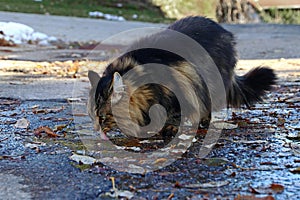 A Norwegian Forest Cat drinks from a puddle of rain