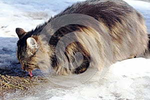 A Norwegian Forest Cat drinks snow water from the ground in winter