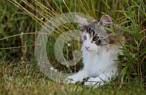 Norwegian forest cat in dry high hay