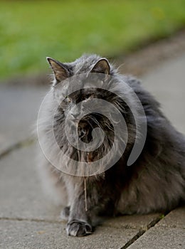 A norwegian forest cat female feeling sick