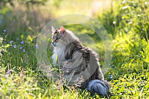 Norwegian forest cat female in high hay