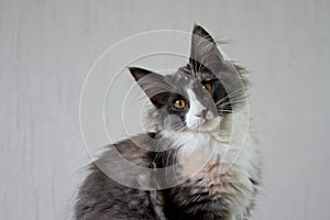 A Norwegian forest cat female kitten tilts her head