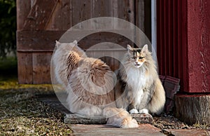 Norwegian forest cat female and male sitting in front of their shelter
