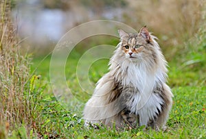 Norwegian forest cat female in meadow with messy coat