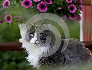 Norwegian forest cat female outdoors with purple summer flowers