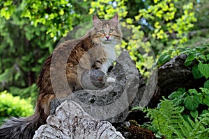 Norwegian forest cat female sitting in her garden with stones