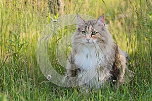 Norwegian forest cat female sitting on high grass