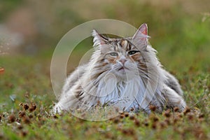 Norwegian forest cat female sniffing air outdoors