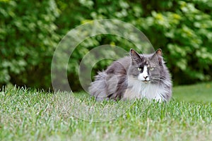 Norwegian forest cat female spending time in garden