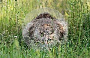A norwegian forest cat female stalking in high grass