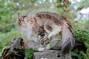 Norwegian forest cat female on a stone