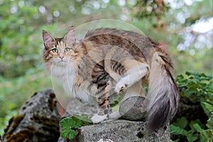Norwegian forest cat female on a stone photo