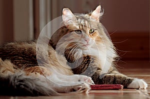 Norwegian forest cat female sunbathing