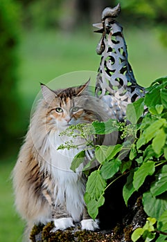 Norwegian forest cat female in sunny garden