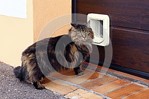 A Norwegian Forest Cat in front of a cat flap