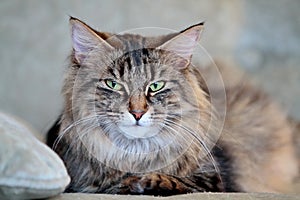 A norwegian forest cat with green eyes